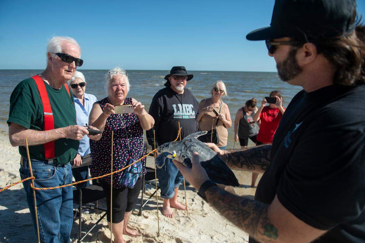 Mississippi Aquarium staff and volunteers introduce Kemp’s ridley sea turtles to the public before they were released back into the wild on Wednesday, March 12, 2025. The sea turtles were released into the Gulf after being rehabilitated by the Mississippi Aquarium for cold-stunning.