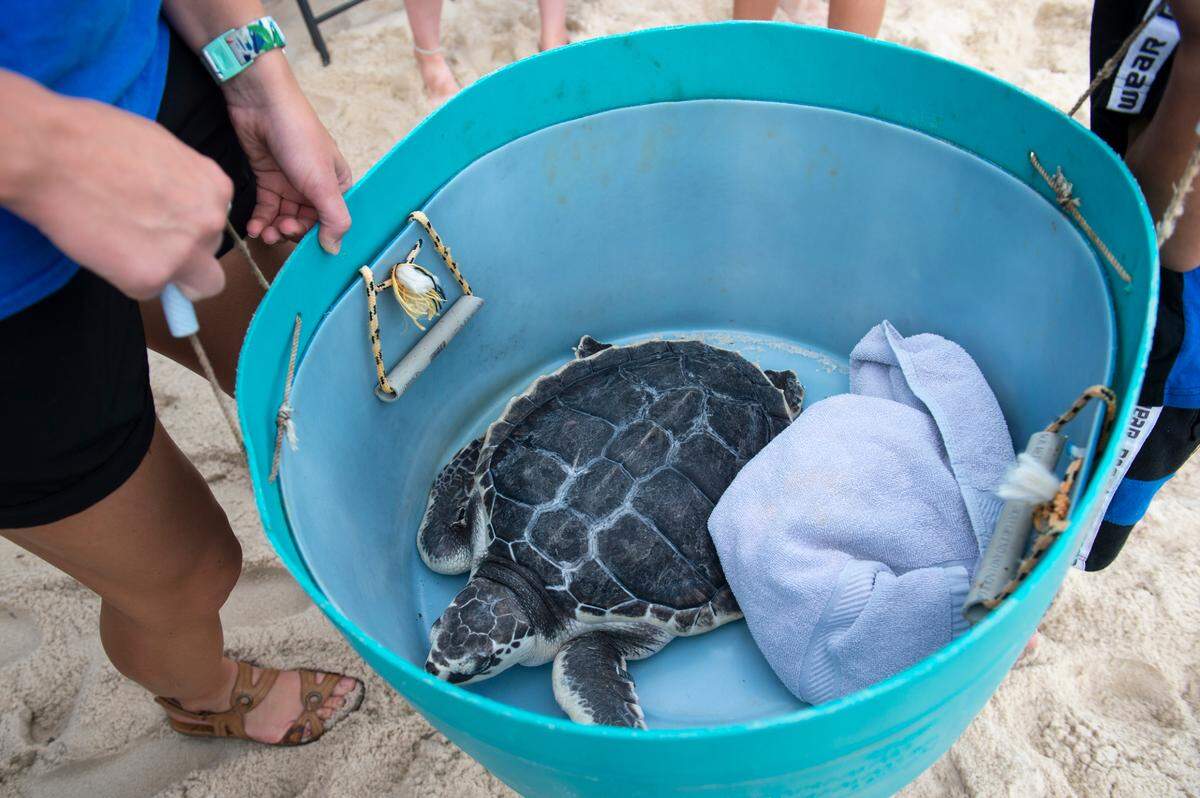 Workers from the Institute for Marine Mammal Studies carry an endangered Kemp’s ridley sea turtle to the beach before its release back into the wild.