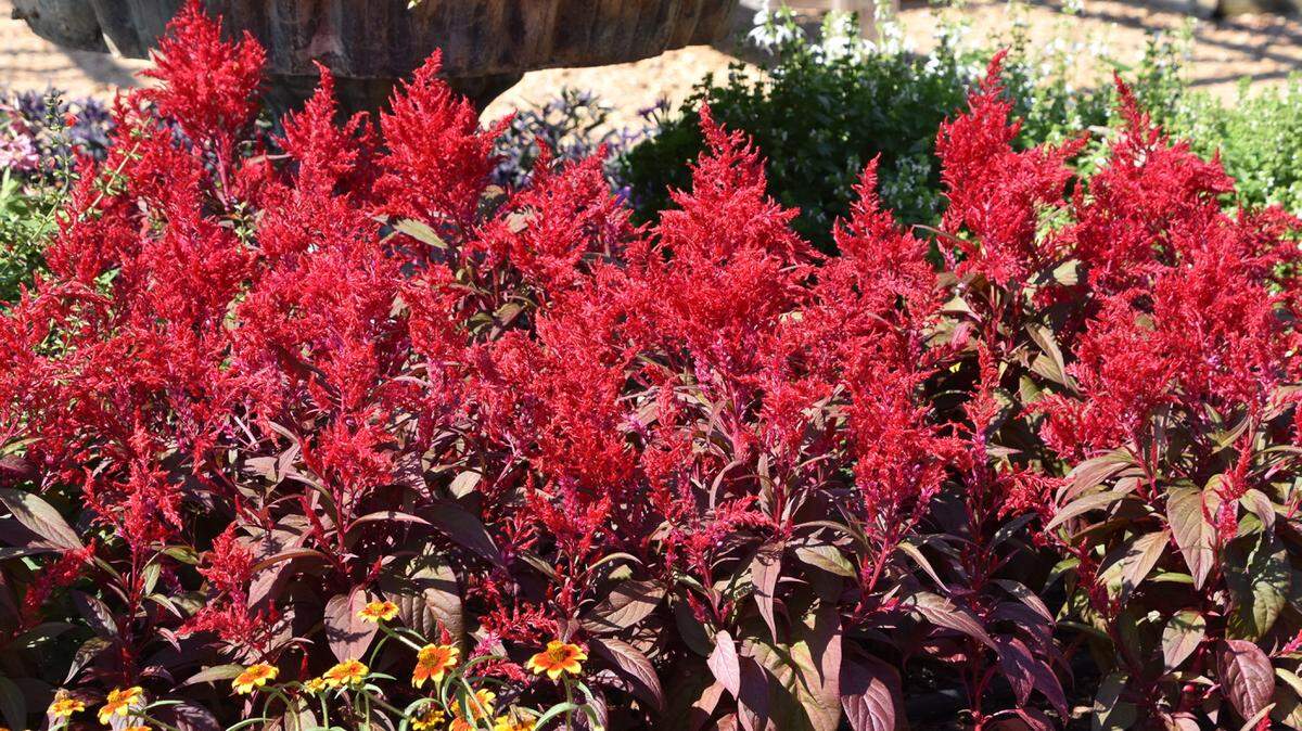 GARY BACHMAN/MISSISSIPPI STATE UNIVERSITY EXTENSIONDragon's Breath celosias grow equally well in the landscape bed or a container on the patio. The red-green foliage is topped with blazing red feathery flowers.