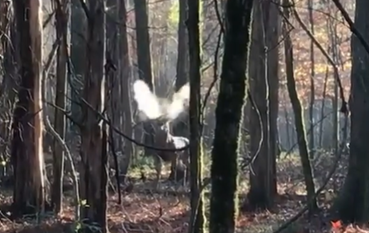 A Mississippi hunter faced a fierce looking buck recently that was not too happy, snorting at him repeatedly in the cold morning air.