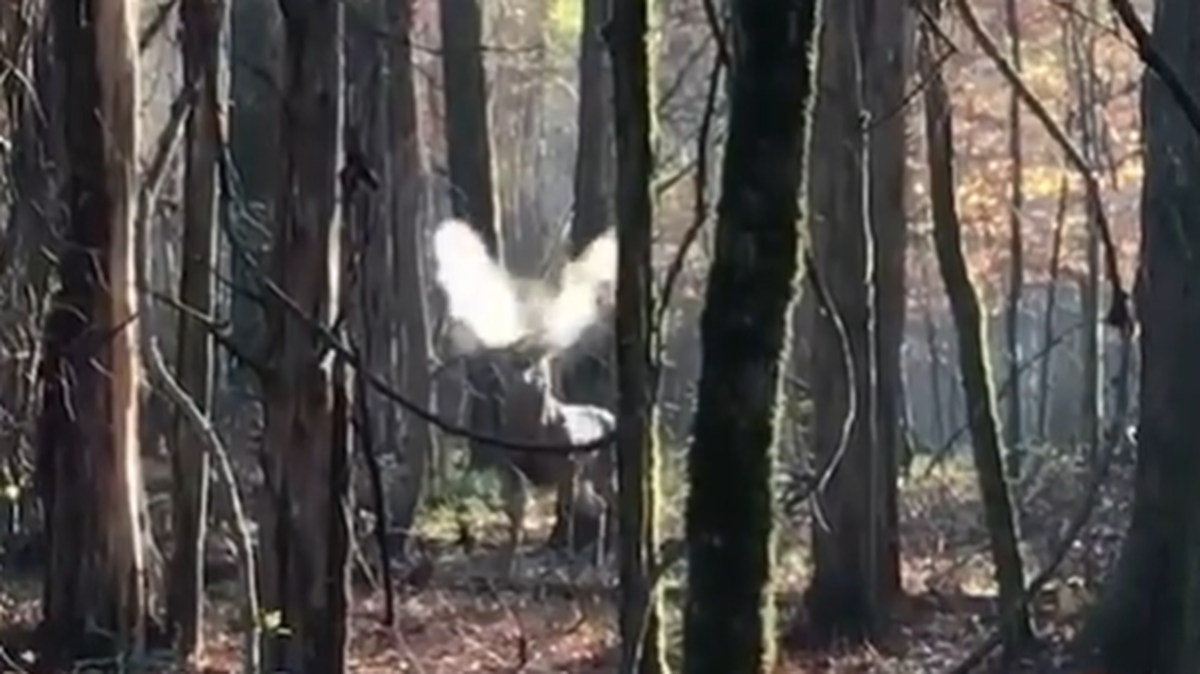 An eastern Mississippi hunter faced a fierce-looking buck Dec. 5 that snorted at him repeatedly in the cold morning air.
