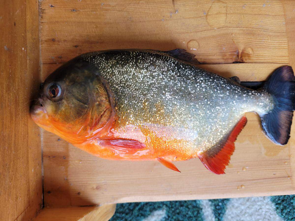 Red piranhas like the one found in Louisiana are typically 6 to 8 inches long and have reddish bellies, according to the Georgia Aquarium.