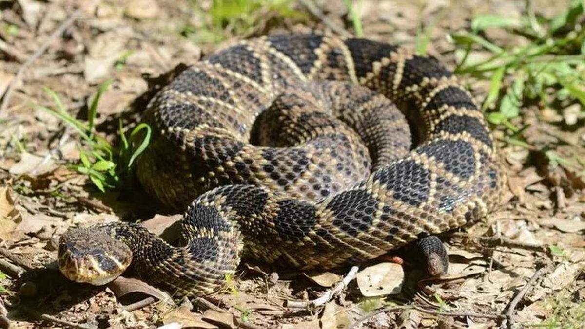 The eastern diamondback can be found in the southern part of Mississippi.