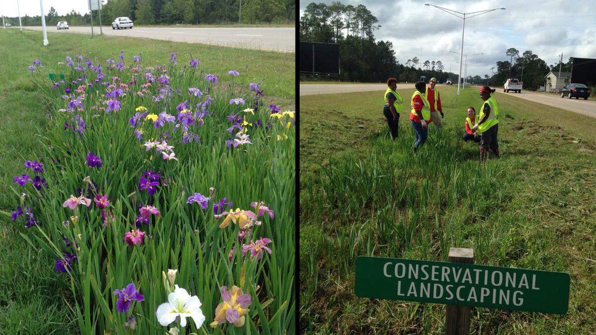 Before and after photos show the wild irises along Mississippi 603. The photo on the left was taken Nov. 6, and the one on the right Nov. 8, when students from CLIMB CDC worked to maintain the beds.