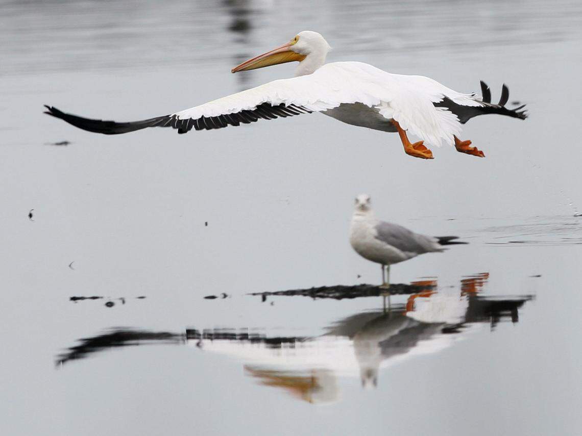 A white pelican flies past a sea gull wading in the water at Robertson Lake on the Escatawpa River in Moss Point.