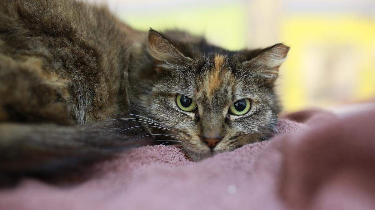 Roxy (30950007), a 5-year-old spayed female American shorthair mix, is the featured pet of the week for the Humane Society of South Mississippi, 2615 U.S. 49, Gulfport. For details about adopting a pet, call 863-3354 or check out hssm.org. All animals adopted through HSSM are spayed/neutered, given shots and are microchipped. Other pets are also available at the Hancock County Animal Shelter, 7175 Texas Flat Road, Kiln, 466-4516, or the Jackson County Animal Shelter, 4400 Audubon Drive, Gautier, 497-6350. Contact each shelter for adoption fees.