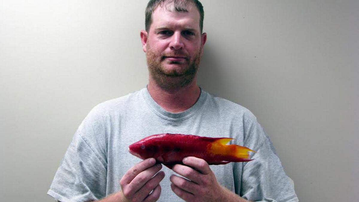 COURTESY MISSISSIPPI DEPARTMENT OF MARINE RESOURCES 
 Harold Charlton, III of Ocean Springs broke the state record for the spotfin hogfish.