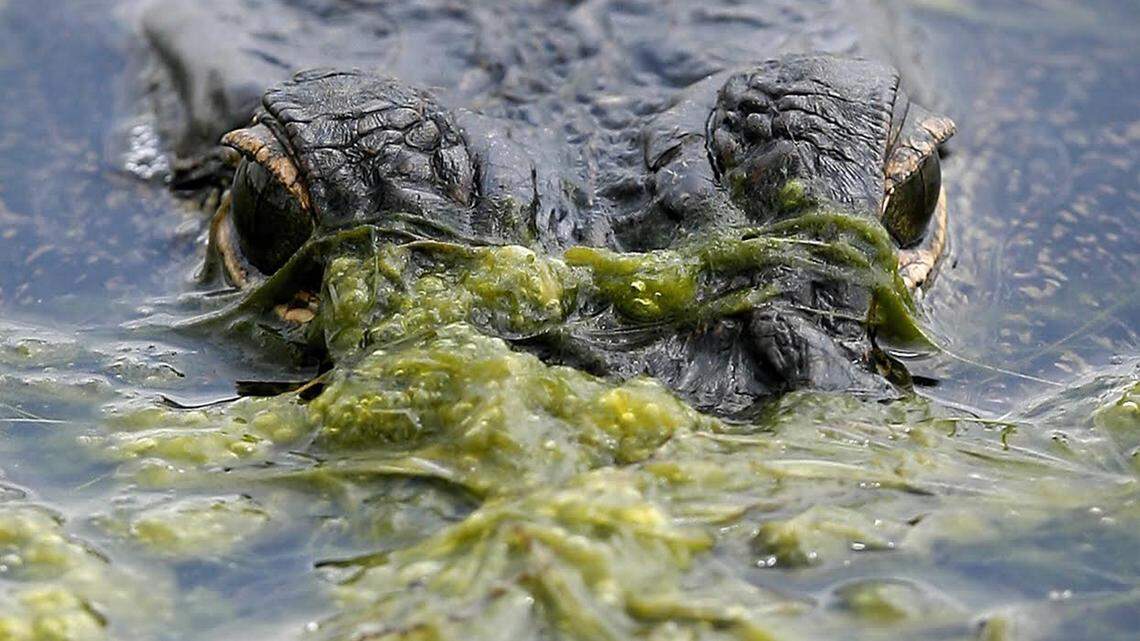 Mississippi alligator hunters will get a second chance at Pelahatchie Bay gators