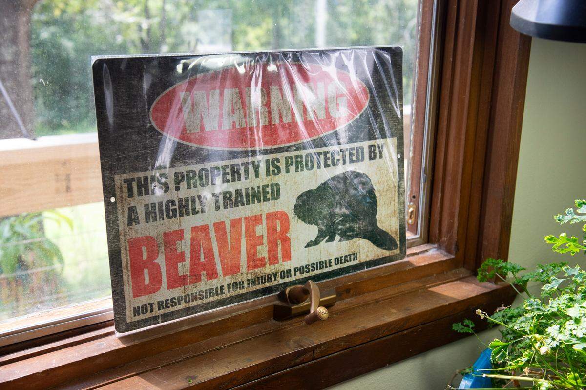 A beaver sign in Holley Muraco’s home in Kiln on Thursday, Aug. 15, 2024. Muraco is currently rehabilitating two beavers on the property.
