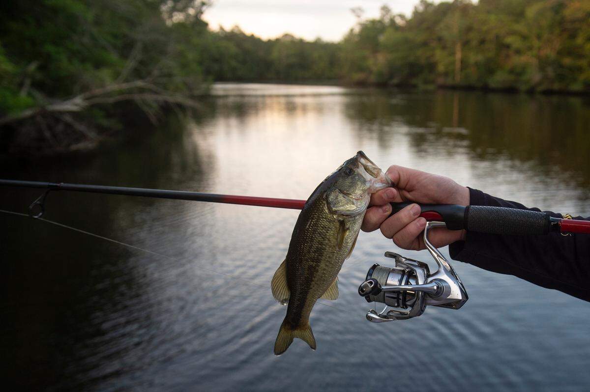 D’Iberville Bass Fishing Team member Cooper Rouse holds out a fish he caught while fishing on the Tchoutacabouffa River in D’Iberville on Monday, June 3, 2024.