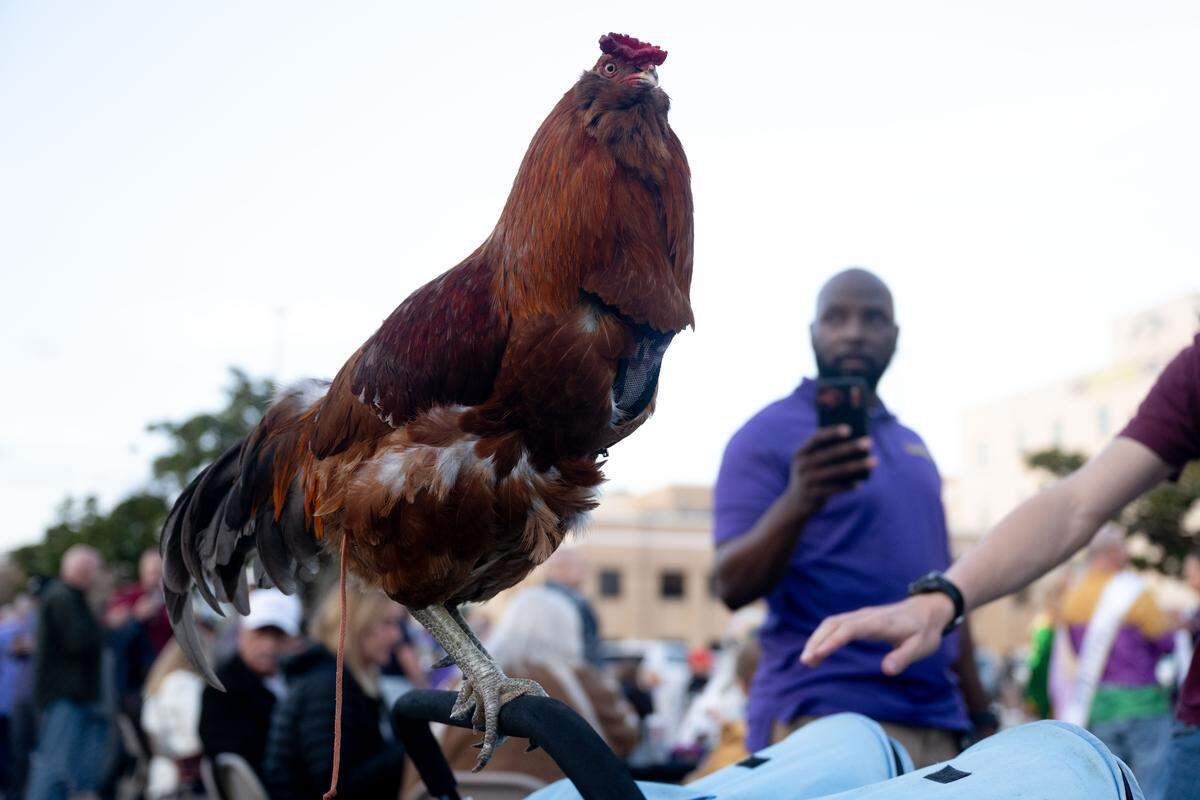 Sebastian, a chicken, sits on top of a stroller during a 12th Night Celebration in Biloxi on Monday, Jan. 5, 2026.