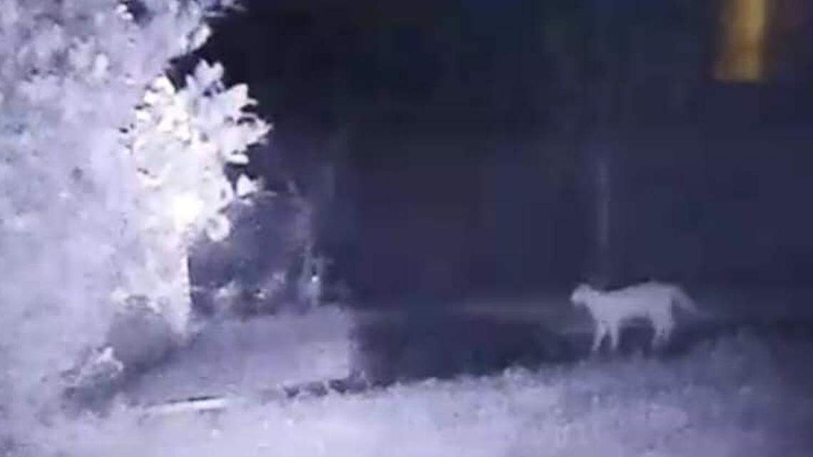 An Alabama state wildlife state biologist has confirmed that this animal is not a mountain lion, as some believed, according to a Feb. 26 Facebook post.