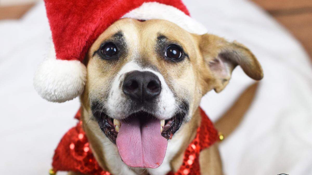 Honey Bear, a 4-year-old female terrier mix, is the featured pet of the day for the Humane Society of South Mississippi, 2615 U.S. 49, Gulfport. For details about adopting a pet, call 863-3354 or check out hssm.org. All animals adopted through HSSM are spayed/neutered, given shots and are microchipped. Other pets are also available at the Hancock County Animal Shelter, 7175 Texas Flat Road, Kiln, 466-4516, or the Jackson County Animal Shelter, 4400 Audubon Drive, Gautier, 497-6350. Contact each shelter for adoption fees.