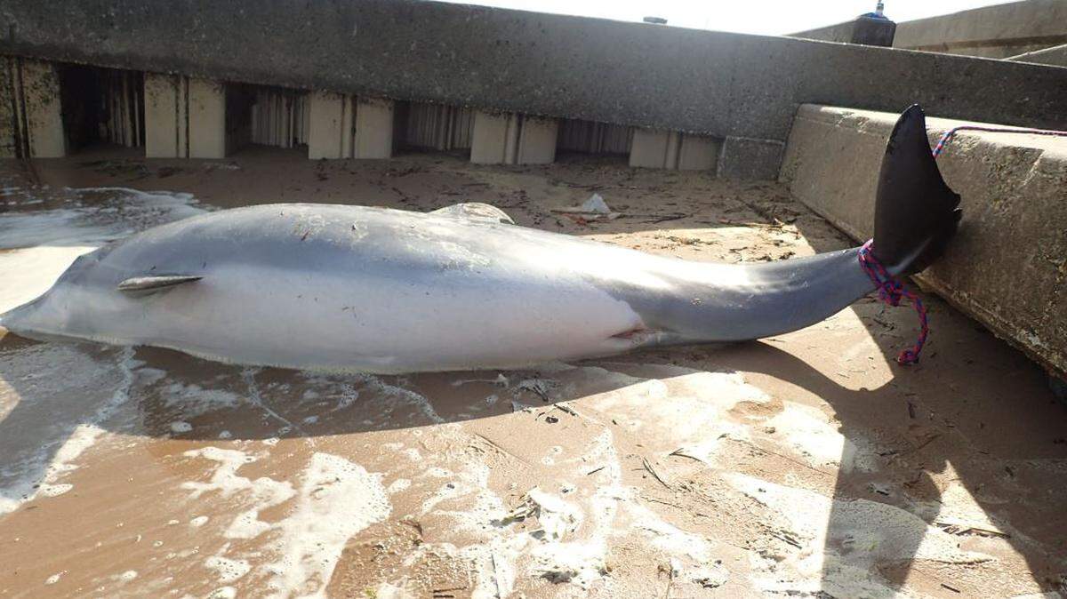 Marine mammal workers in Gulfport pulled this dead, pregnant bottlenose dolphin ashore April 20 after someone found it on the beach in Waveland. The rope on its tail was used to pull it ashore. An $11,500 reward is offered for the tip that identifies who shot the dolphin.