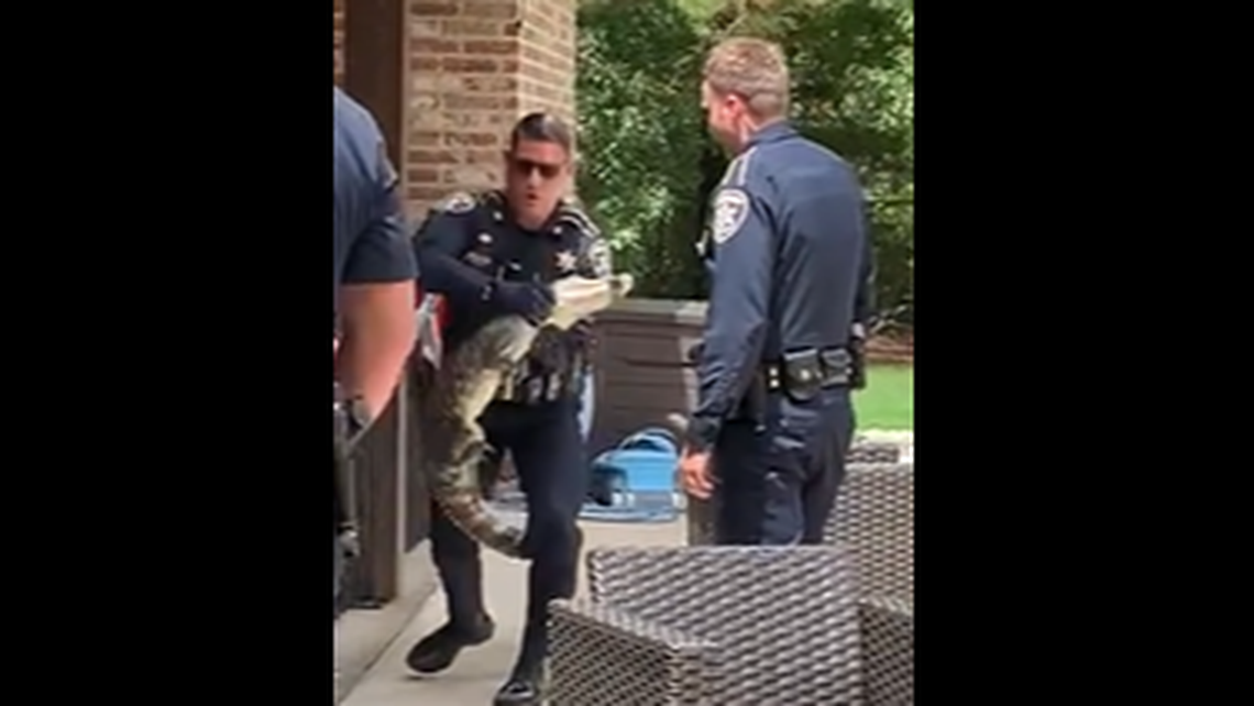 The alligator began squirming violently when picked up.