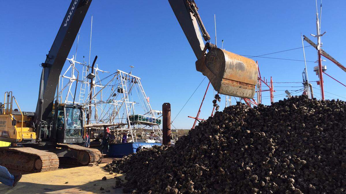 MELISSA SCALLAN/DEPARTMENT OF MARINE RESOURCESPiles of oysters are moved out of harm's way in west Hancock County.