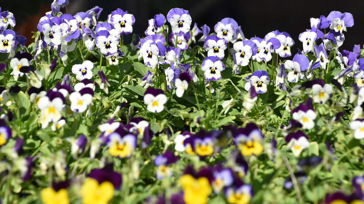 GARY BACHMAN/MISSISSIPPI STATE UNIVERSITY EXTENSION SERVICEViolas come in a wide variety of colors and produce flowers in prolific numbers.