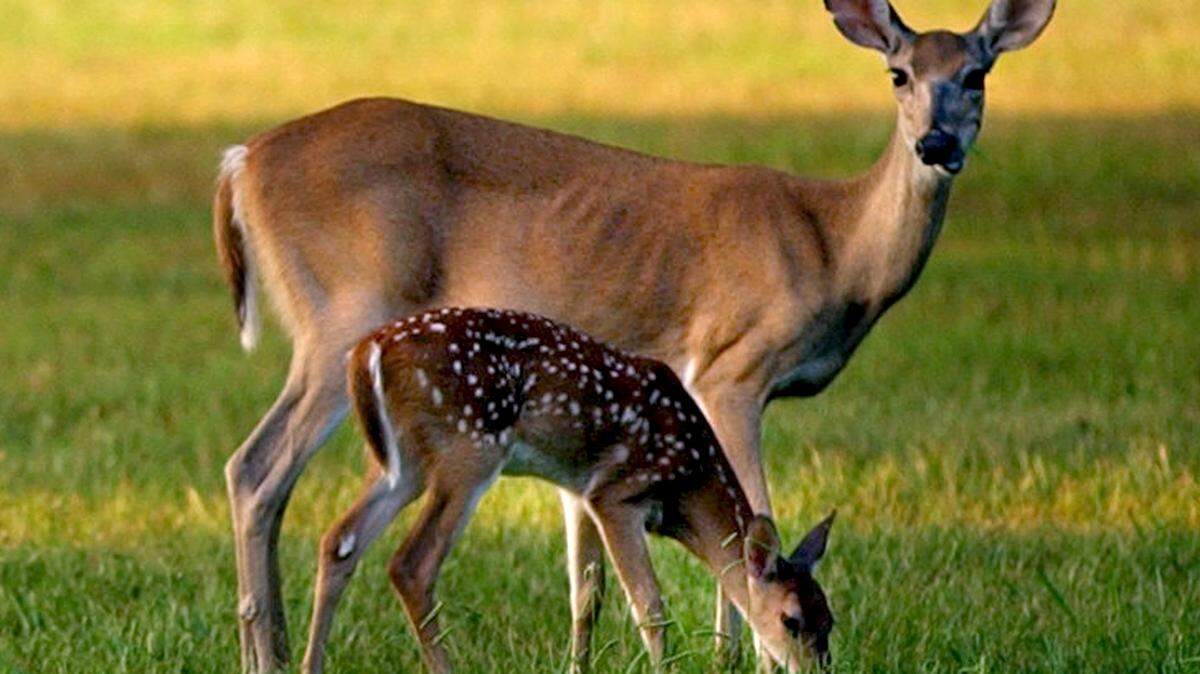 TIM ISBELL/SUN HERALD FILE 
 The gun deer season for youth hunters age 15 and younger began this weekend across the state of Mississippi.
