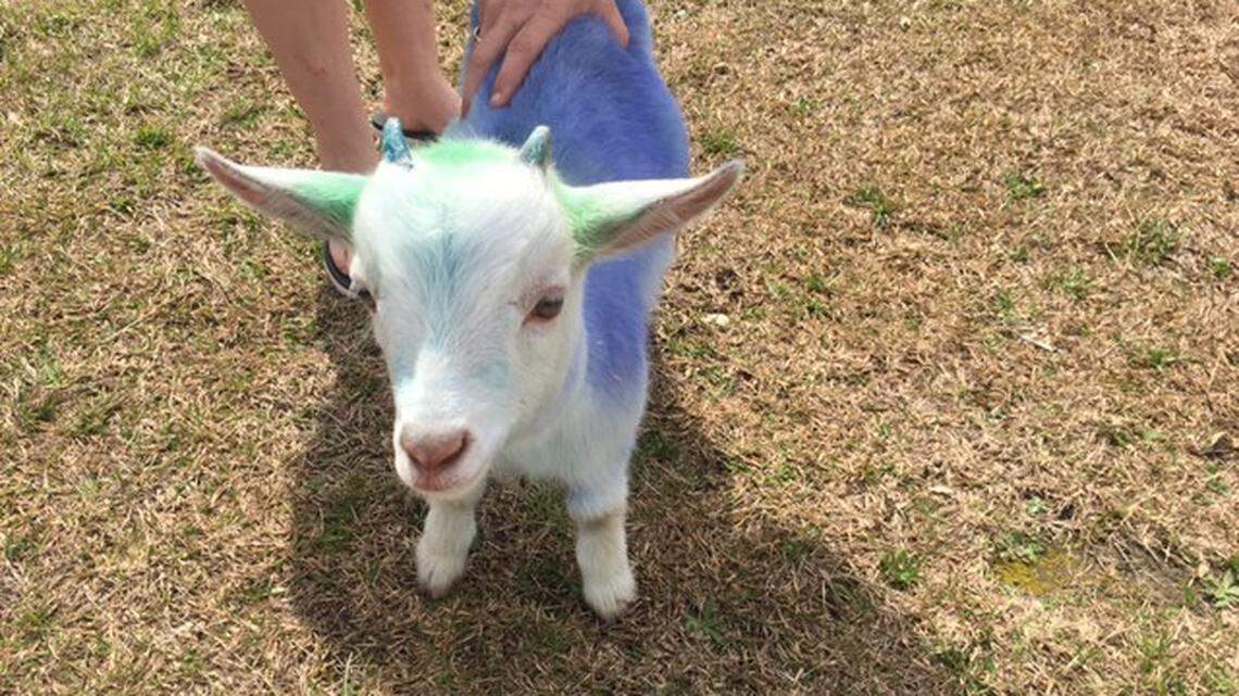 A stolen baby goat was returned to its owner dyed blue, Alabama police say.