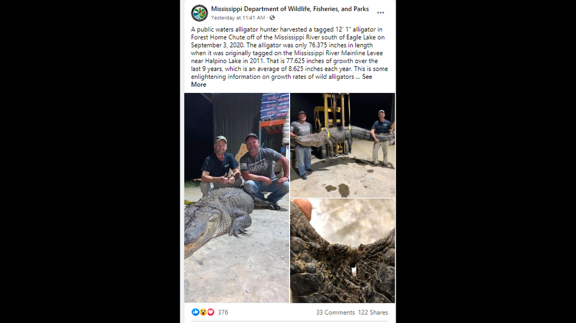 The 12-foot alligator was killed in the Forest Home Chute off the Mississippi River. State officials say the alligator was just over 6 feet when tagged in 2011.