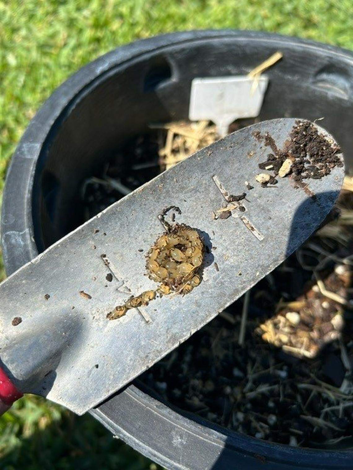 Black velvet leatherleaf slugs can lay up to 30 eggs at a time. According to Morgan-Olvera, one effective way to prevent infestations is by crushing the slug eggs before they hatch.