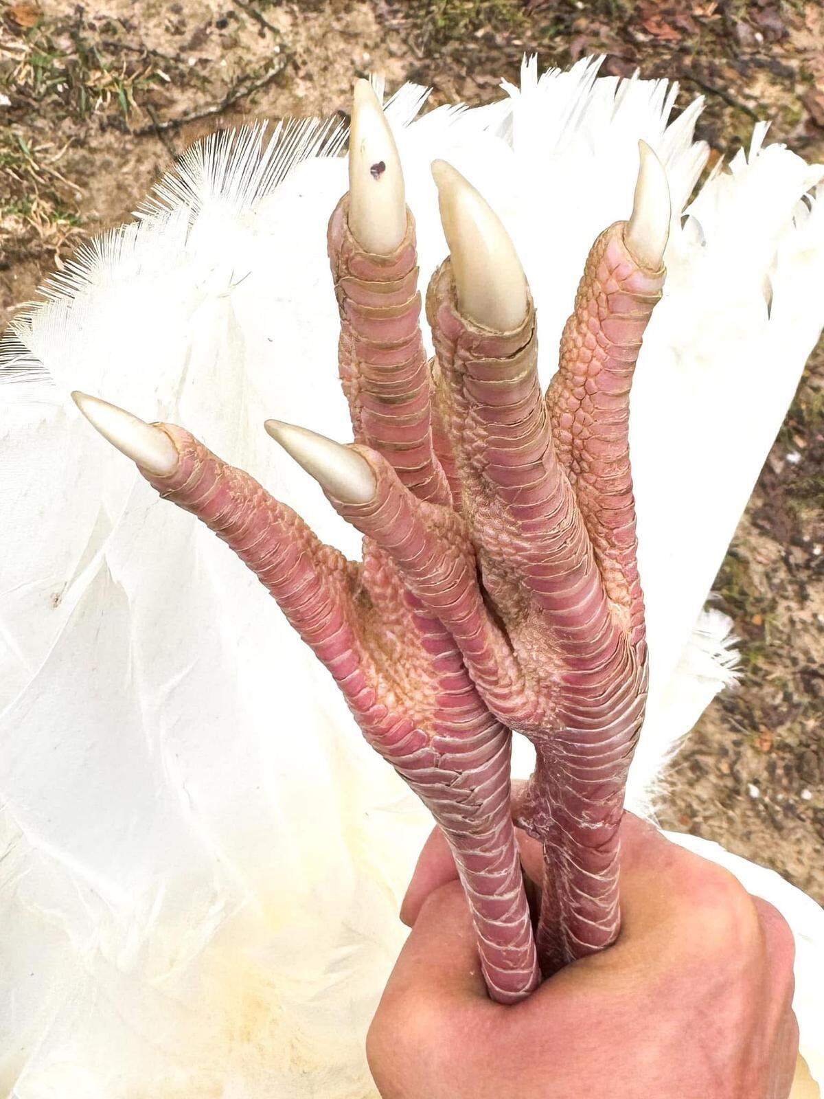 “I’m pretty sure that’s a leucistic bird,” Caleb Hinton, biologist with the Mississippi Department of Wildlife, Fisheries and Parks, said of the turkey Glace Rone harvested. “That’s very, very unusual.”