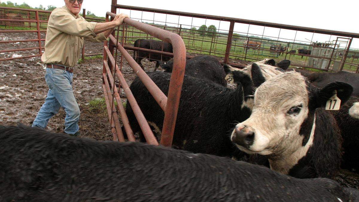 Farmer Bob Herndon lets calves out of a pen in a corral on his farm near Marionville, Mo., May 10, 2006. Herndon, who lost 25 cattle to thieves, begsn branding his animals and patrolling with other local ranchers at night to watch for suspected cattle rustlers. (AP Photo/Mark Schiefelbein)