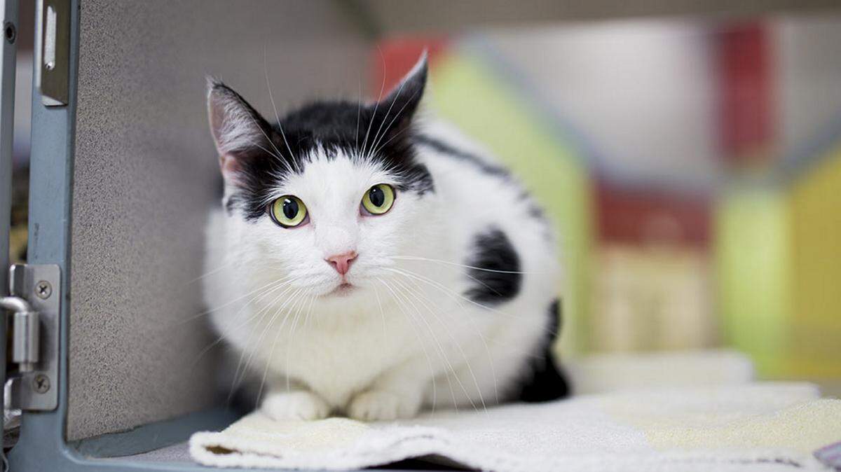 Nadia (31124845), a 4-year-old female domestic shorthair mix, is the featured pet of the week for the Humane Society of South Mississippi, 2615 U.S. 49, Gulfport. For details about adopting a pet, call 863-3354 or check out hssm.org. All animals adopted through HSSM are spayed/neutered, given shots and are microchipped. Other pets are also available at the Hancock County Animal Shelter, 7175 Texas Flat Road, Kiln, 466-4516, or the Jackson County Animal Shelter, 4400 Audubon Drive, Gautier, 497-6350. Contact each shelter for adoption fees.