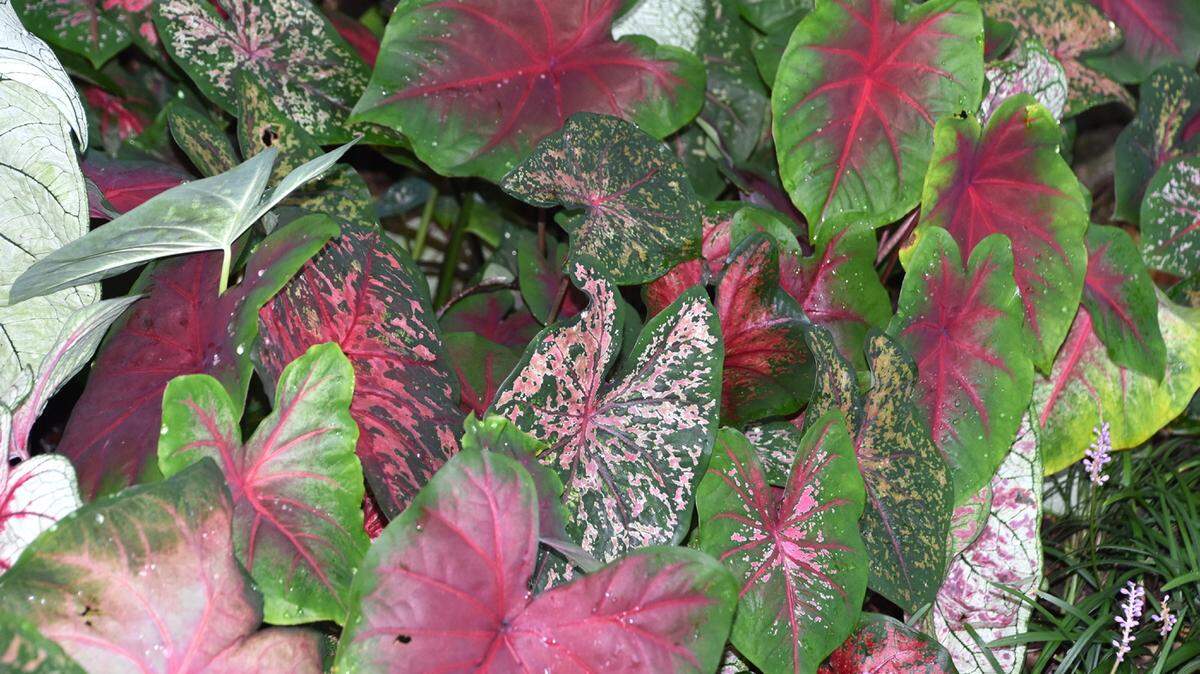 GARY BACHMAN/MISSISSIPPI STATE UNIVERSITY EXTENSIONCaladiums are great potted indoor plants for the holidays.