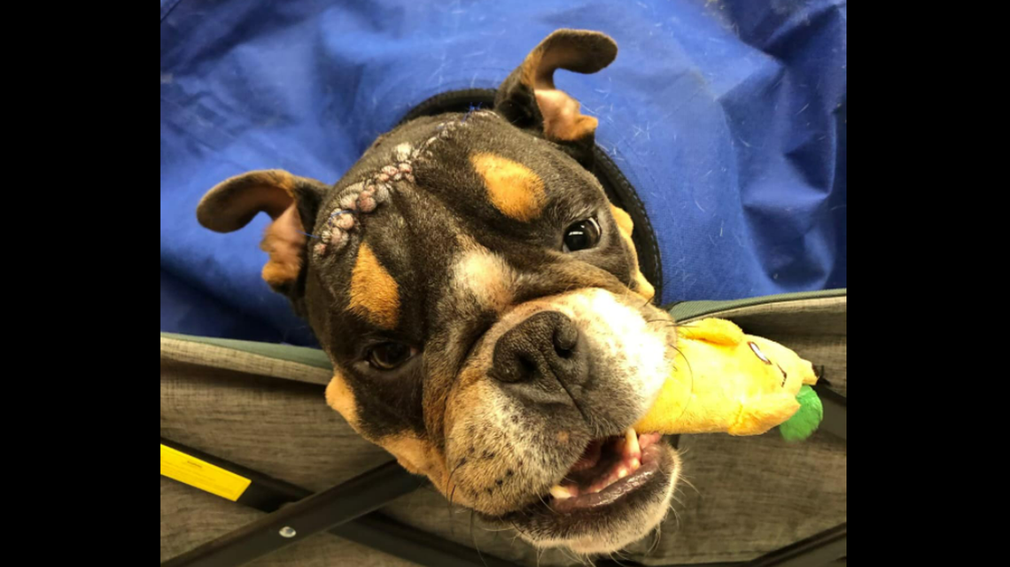 Surgery at LSU brought a major change in the stray dog’s appearance.