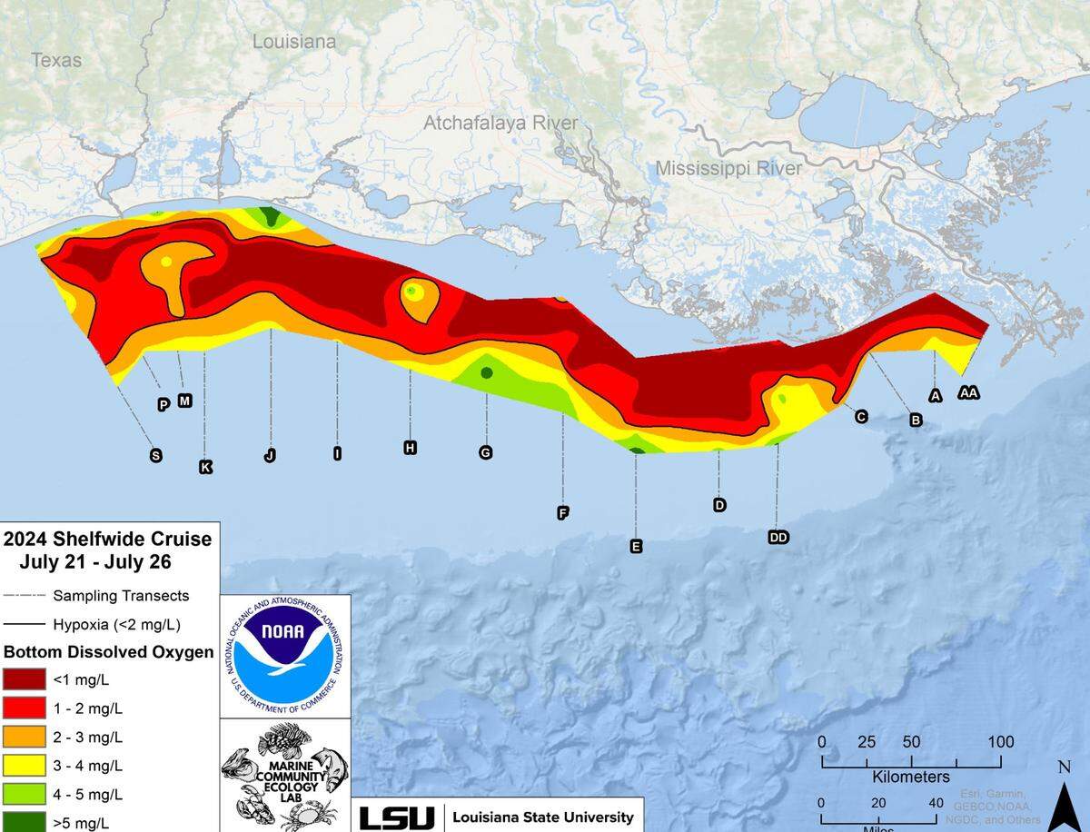 This summer’s low- to no oxygen area in the Gulf of Mexico is above average and larger than predicted, measuring about 4 million acres.