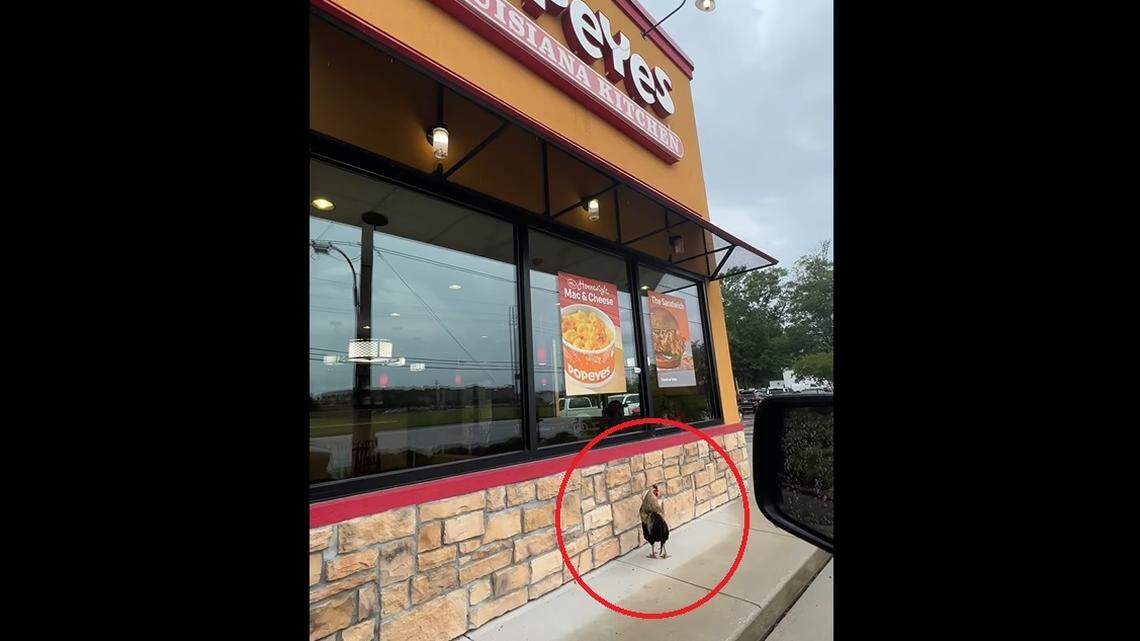 A rooster named Rocco has gained internet fame after seemingly taking up residence at a Popeyes in Slidell, Louisiana, according to video posted by police.