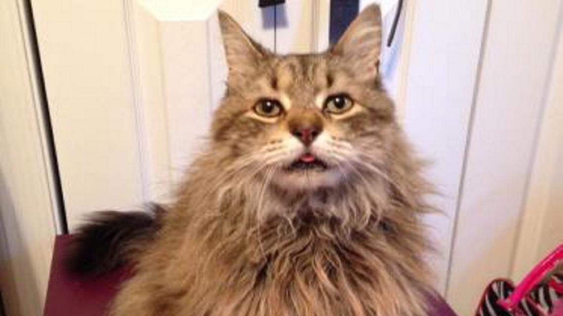 Little Man is the pet of the week