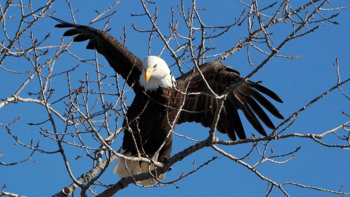 A Homer, Louisiana man was sentenced to 30 days in prison after federal authorities say he killed an American bald eagle and kept one of its feathers.