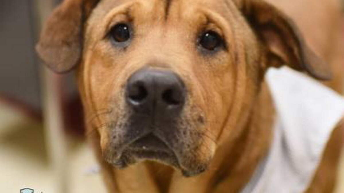 COURTESY HUMANE SOCIETY OF SOUTH MISSISSIPPIBuck, a 6-year-old retriever-chow mix, is now available for adoption at the Humane Society of South Mississippi in Gulfport. Buck is one of the animals removed from a home in Gulfport last week.