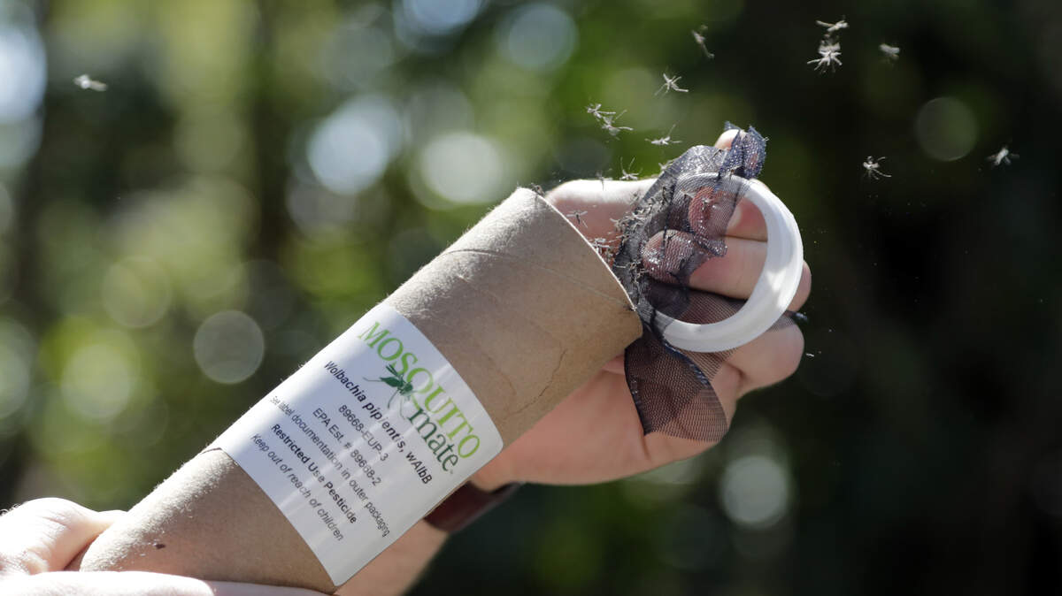 Patrick Kelly, field operations manager with Mosquito Mate, releases Wolbachia-infected male mosquitoes on Feb. 8, 2018, in South Miami, Fla. Thousands of bacteria-infected mosquitoes are flying near Miami to test a new way to suppress insect populations that carry Zika and other viruses.