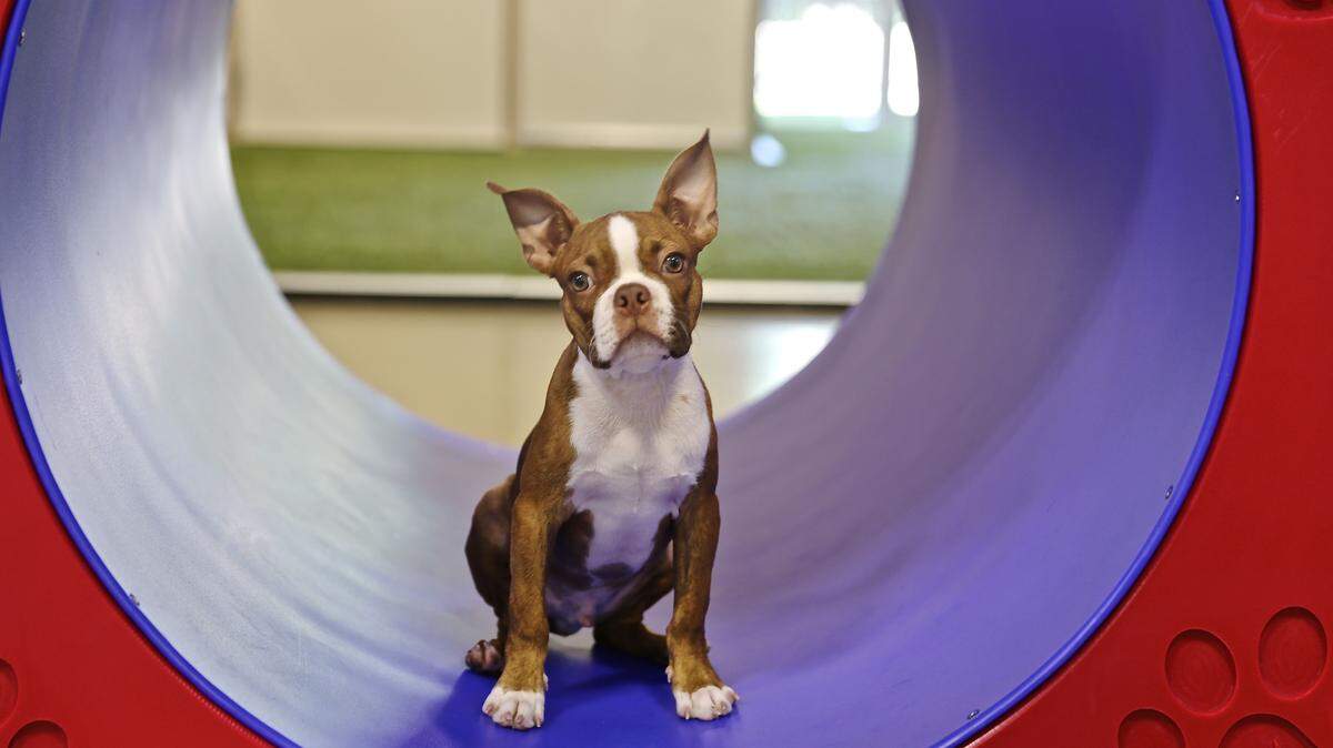 ERIN GROTE/BIGGER ROAD VETERINARY CENTER FOR PET HEALTH AND ENRICHMENTBuster is enrolled in the puppy Montessori program at the Bigger Road facility in Springboro, Ohio.