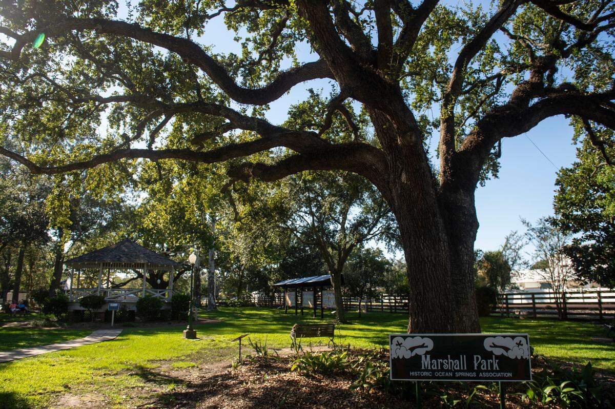 A Live oak tree at Marshall Park in Ocean Springs on Friday, Sept. 27, 2024.