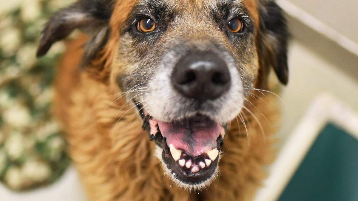 Leslie (31536804), a 7-year-old female Leonberger mix, is the featured pet of the week for the Humane Society of South Mississippi, 2615 U.S. 49, Gulfport. For details about adopting a pet, call 863-3354 or check out hssm.org. All animals adopted through HSSM are spayed/neutered, given shots and are microchipped. Other pets are also available at the Hancock County Animal Shelter, 7175 Texas Flat Road, Kiln, 466-4516, or the Jackson County Animal Shelter, 4400 Audubon Drive, Gautier, 497-6350. Contact each shelter for adoption fees.