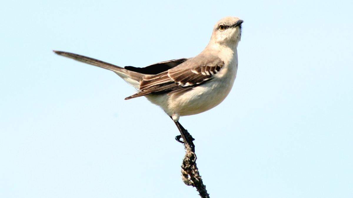 Northern mockingbirds are the official state bird of Mississippi and four other states.