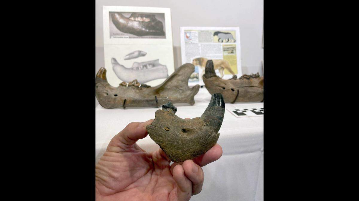 Wiley Prewitt of Oxford, Mississippi, was searching an exposed sandbar in the Mississippi River, when he saw something with teeth sticking out of the gravel and mud. It was a fossilized American lion jaw.