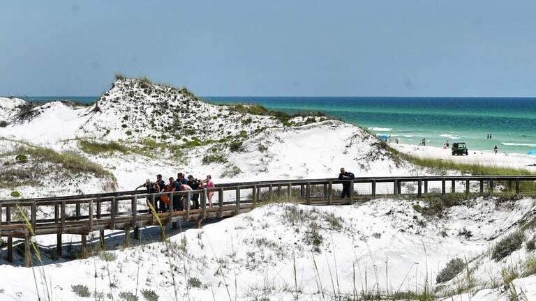 Shark populations are rebounding in the Gulf. What does it mean for swimmers?