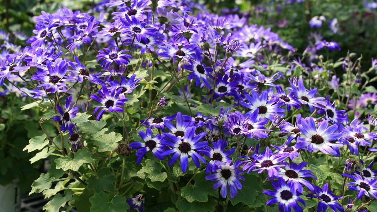 GARY BACHMAN/MISSISSIPPI STATE UNIVERSITY EXTENSIONThe vibrant colors of this Pericallis senetti add punch to the blah landscapes of late winter before most spring-flowering plants have begun to bloom.