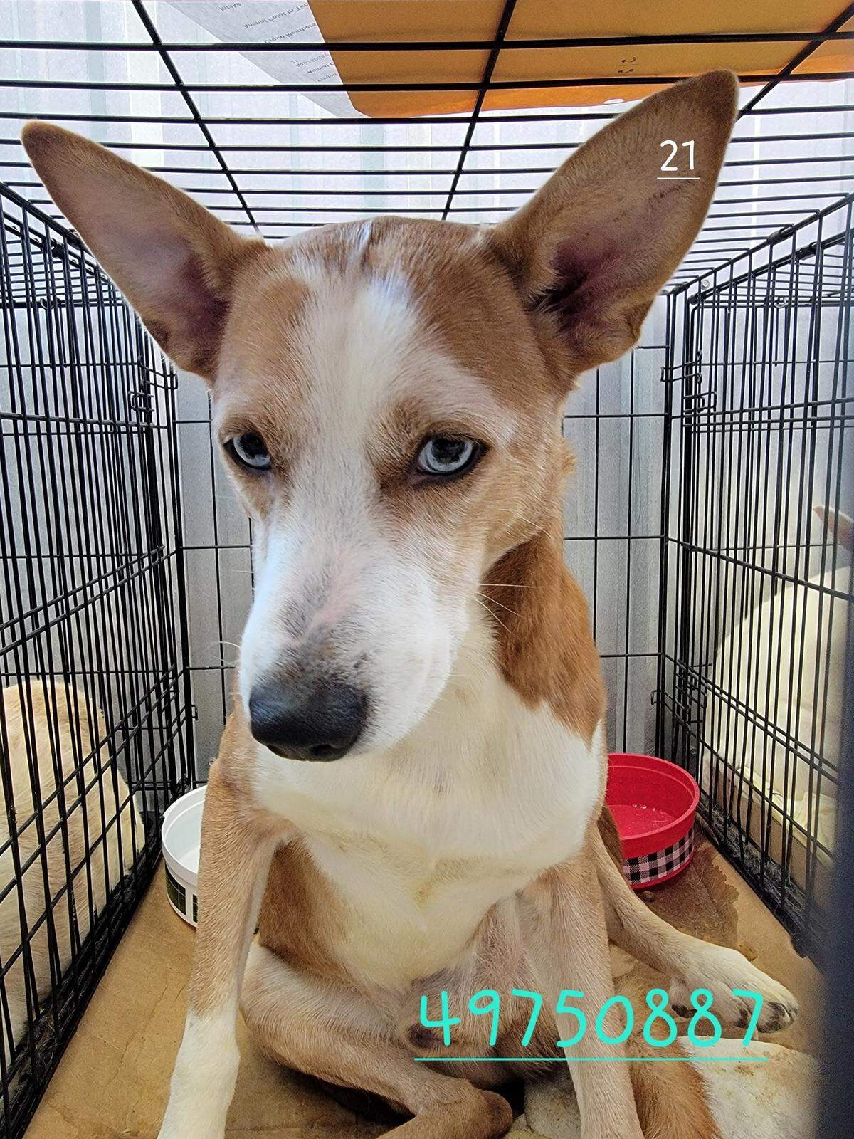 This is one of the 70 dogs rescued from a raid in Pass Christian that is now up for adoption at the Humane Society of South Mississippi.