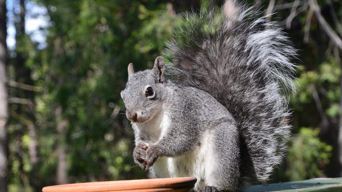 Fowler Township Police Department and a local outdoor sporting goods company in Cortland announced a youth squirrel hunting contest Oct. 14.