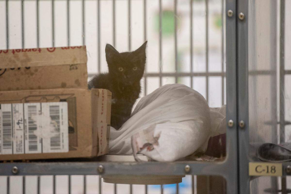 A kitten looks out of its kennel at the Humane Society of South Mississippi in Gulfport on Thursday, July 7, 2022.