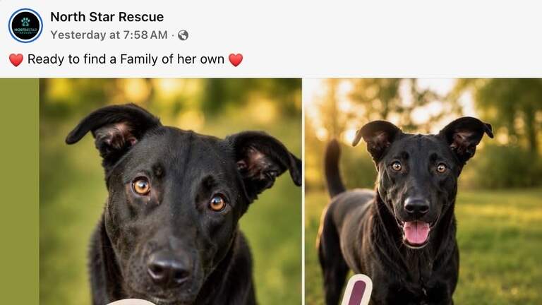 South MS dog rescue group stripped of charity status over questionable payments