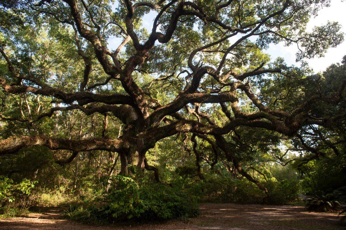 A Live oak tree at the Twelve Oaks Nature Trail in Ocean Springs on Wednesday, Sept. 25, 2024.