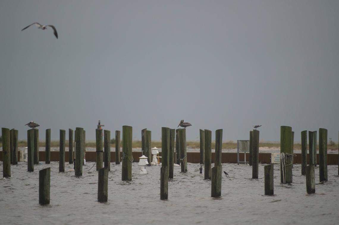 Birds wait out the storm as water rises along Highway 90 in Biloxi on Sunday.