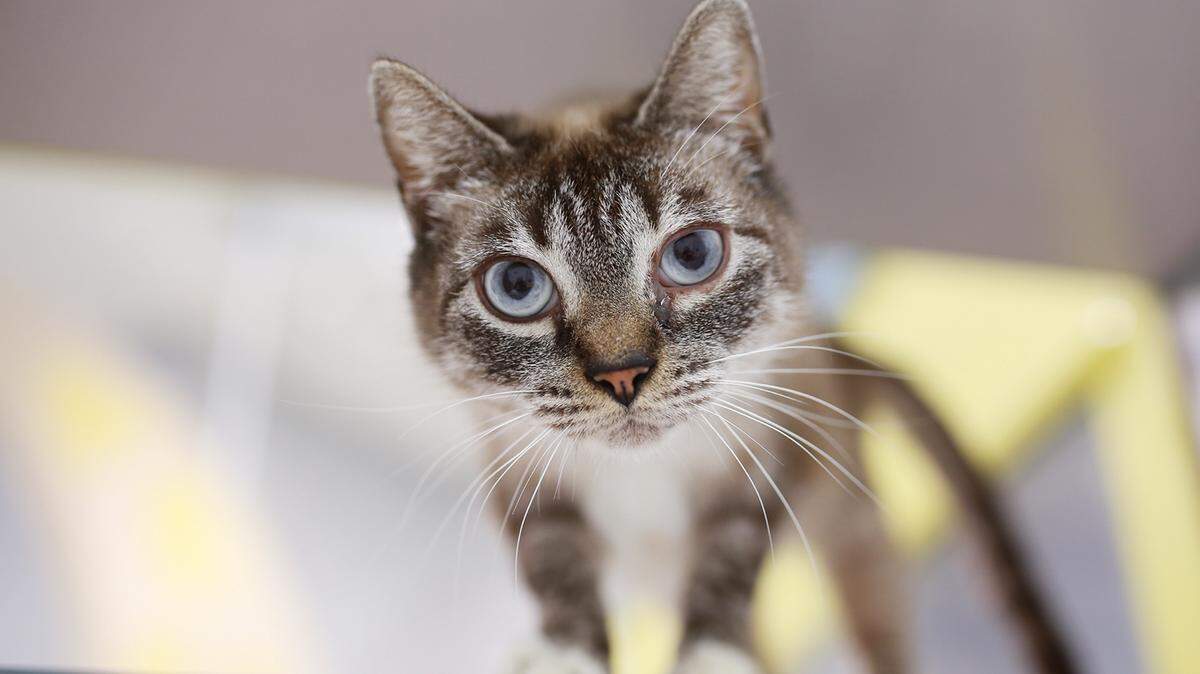 Sister Girl (17497791), a spayed female snowshoe mix that is 5 years, 11 months old, is the featured pet of the week for the Humane Society of South Mississippi, 2615 U.S. 49, Gulfport. For details about adopting a pet, call 863-3354 or check out hssm.org. All animals adopted through HSSM are spayed/neutered, given shots and are microchipped. Other pets are also available at the Hancock County Animal Shelter, 7175 Texas Flat Road, Kiln, 466-4516, or the Jackson County Animal Shelter, 4400 Audubon Drive, Gautier, 497-6350. Contact each shelter for adoption fees.